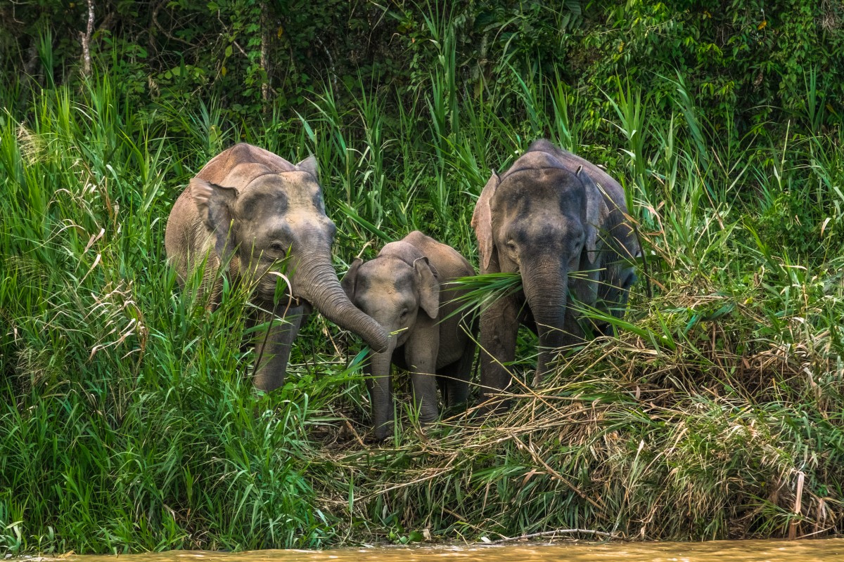 #PicMeElephant - the clever hashtag which might just save the endangered Pygmy Elephant. Source: Shutterstock.