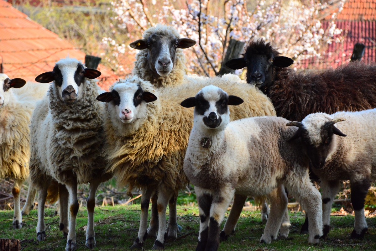 Sheep are intelligent enough to recognise humans. Source: Shutterstock.