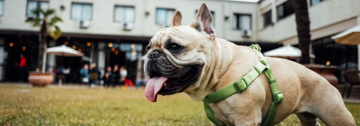 Therapy dogs really do make college students happier - study