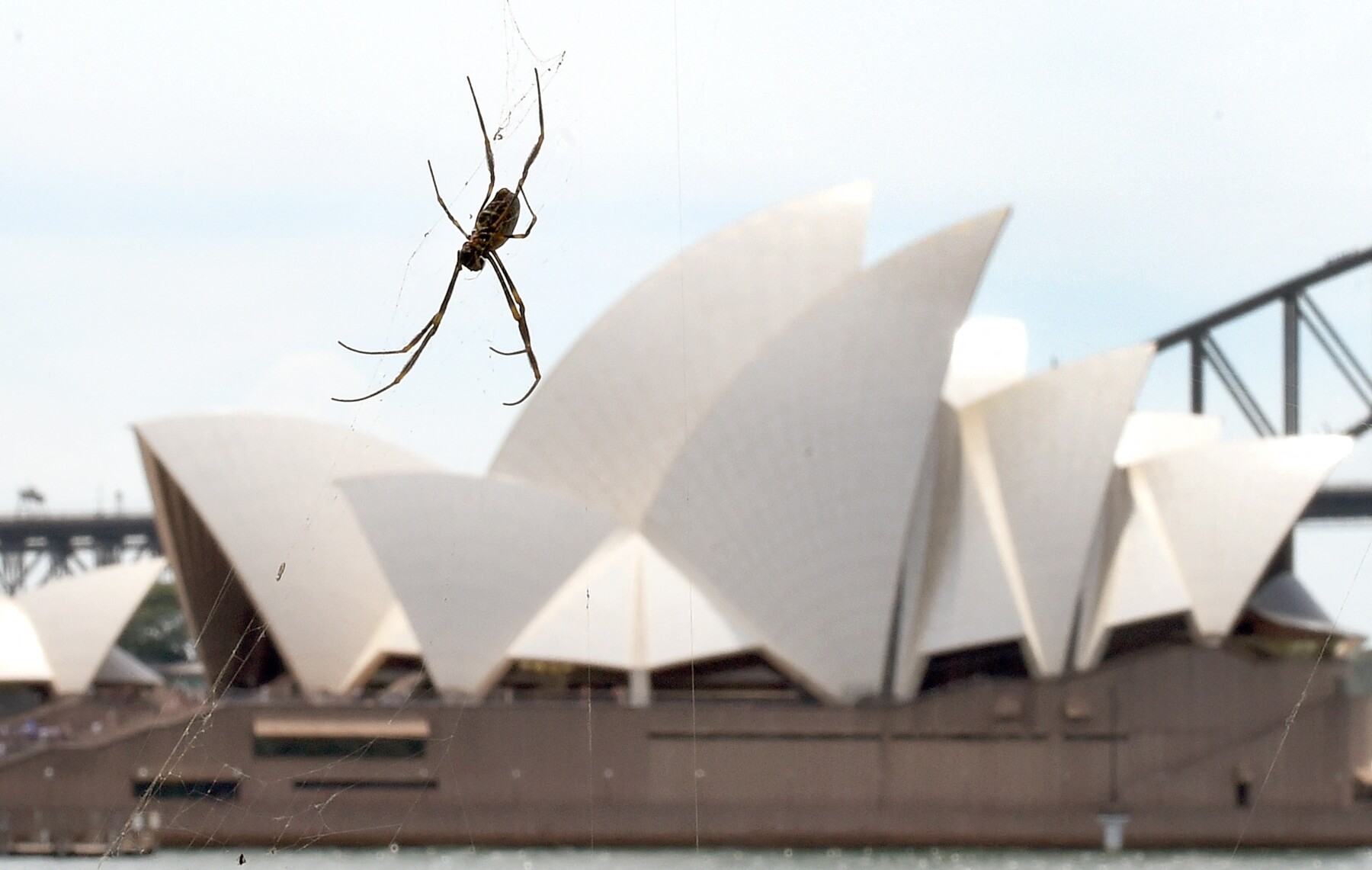 5 poisonous spiders and insects in Australia explained for int'l students