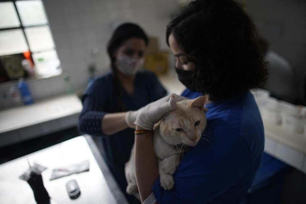5 most cost-effective international locations to review veterinary science